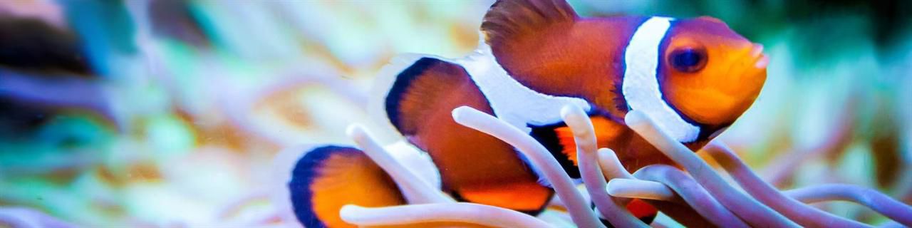 Bildet viser en oransje fisk