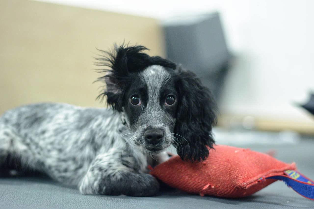 Bildet viser en svart og hvit hund som ligger på gulvet